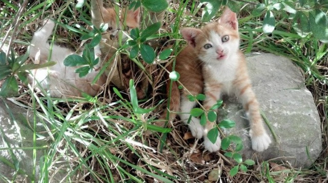 FB体育登录入口-吉达联合稳居联赛前三，吉达协定