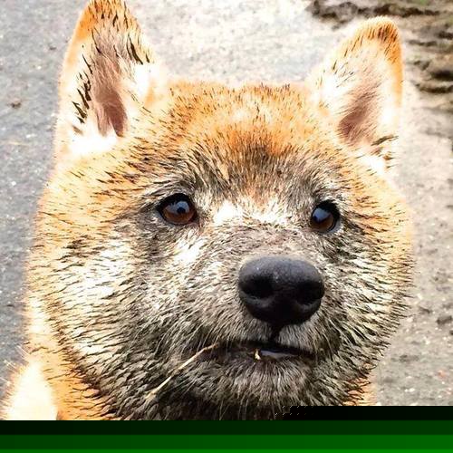 FB体育入口-国足奋勇拼搏，夺得国际比赛冠军，国足拿过国际冠军吗