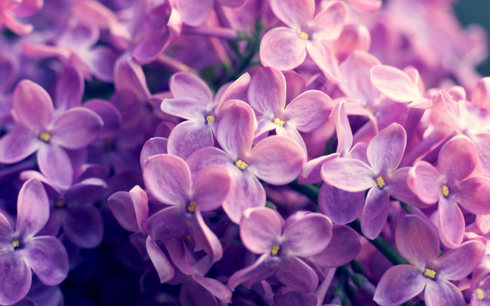 FB体育-富勒姆防守反击犀利，白百合能否保级？