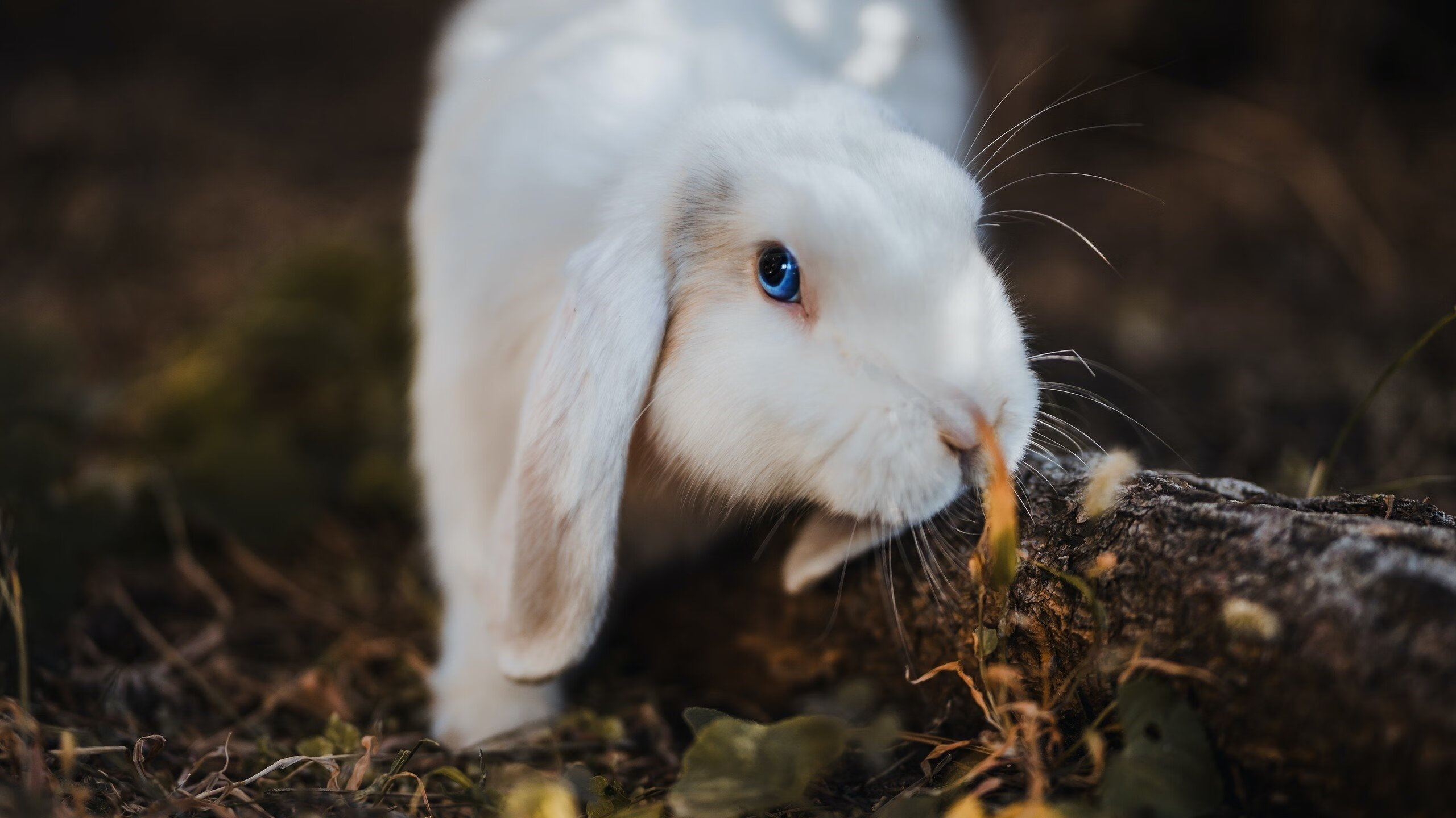 fb体育网址-巴恩斯利-负华尔沙尔，客场遭遇惨败缺乏进攻威胁，巴恩斯利vs哈德斯视频直播