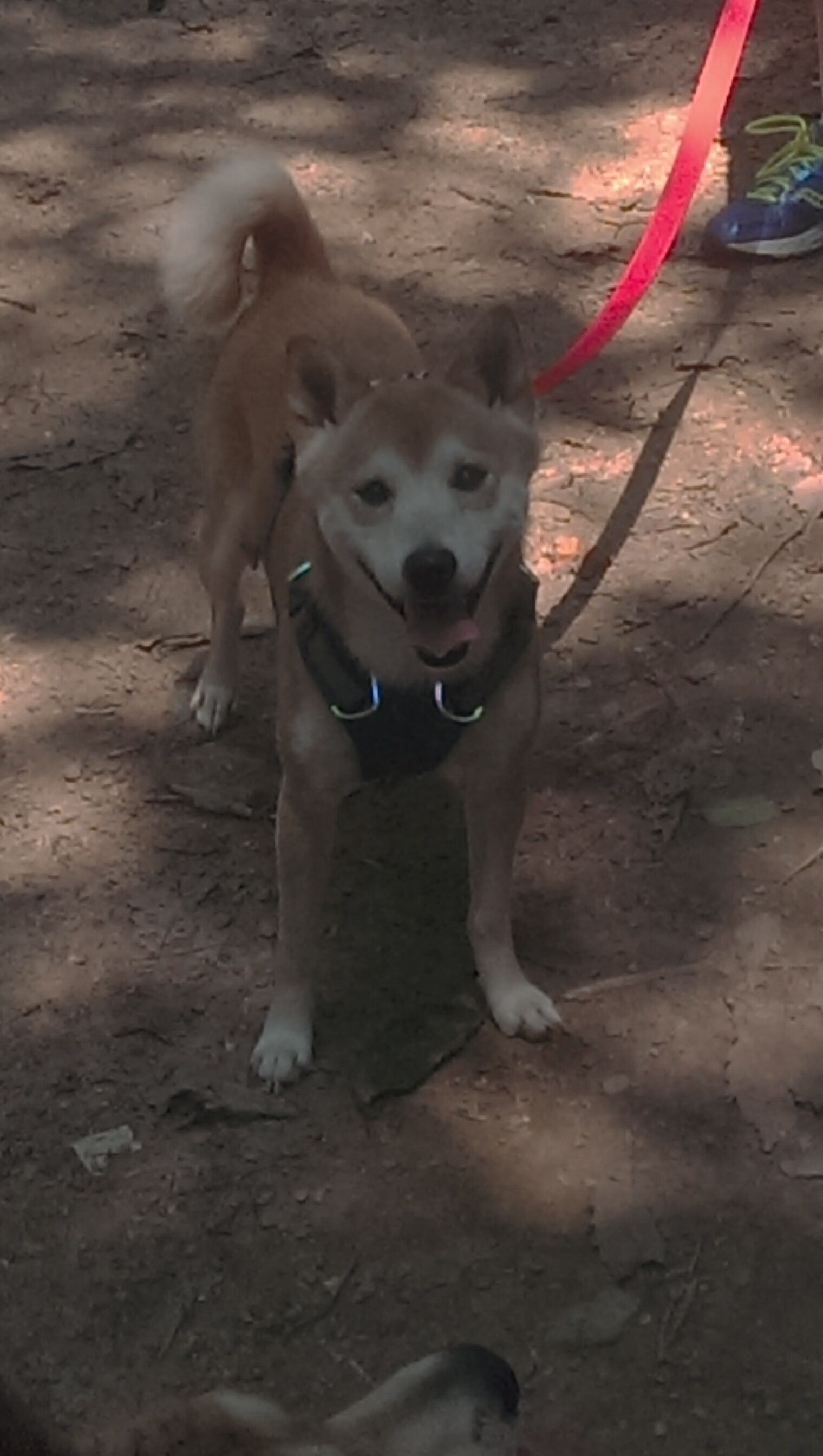 FB体育app下载-体育直播平台内容审查机制与舆论引导对策,体育赛事直播有没有著作权